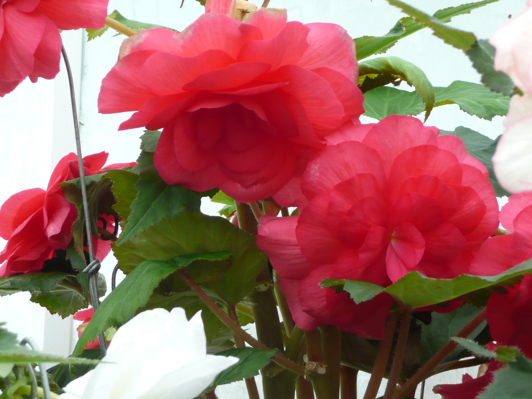 B. ‘Rosanna’